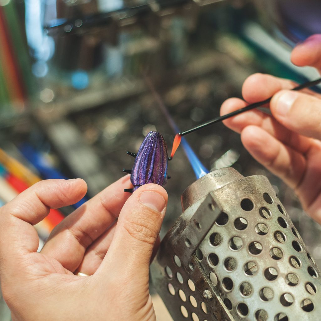 Emanuel Toffolo Coleoptera foto 2