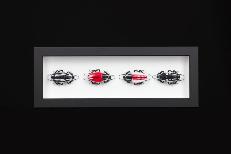 Emanuel Toffolo_Beetles quartet 2021