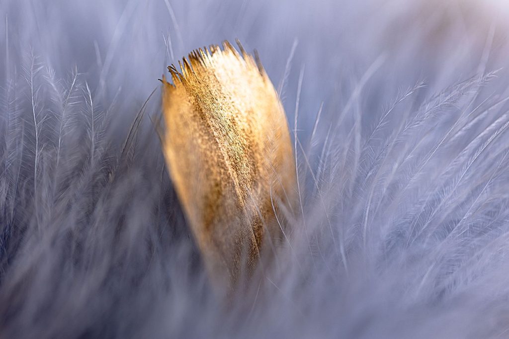 Maud Ruby - Plumes - SAMPLE