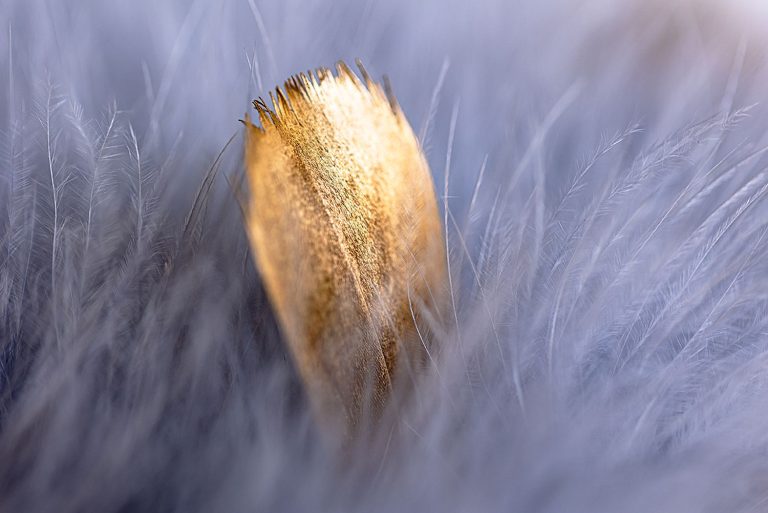 Maud Ruby - Plumes - SAMPLE